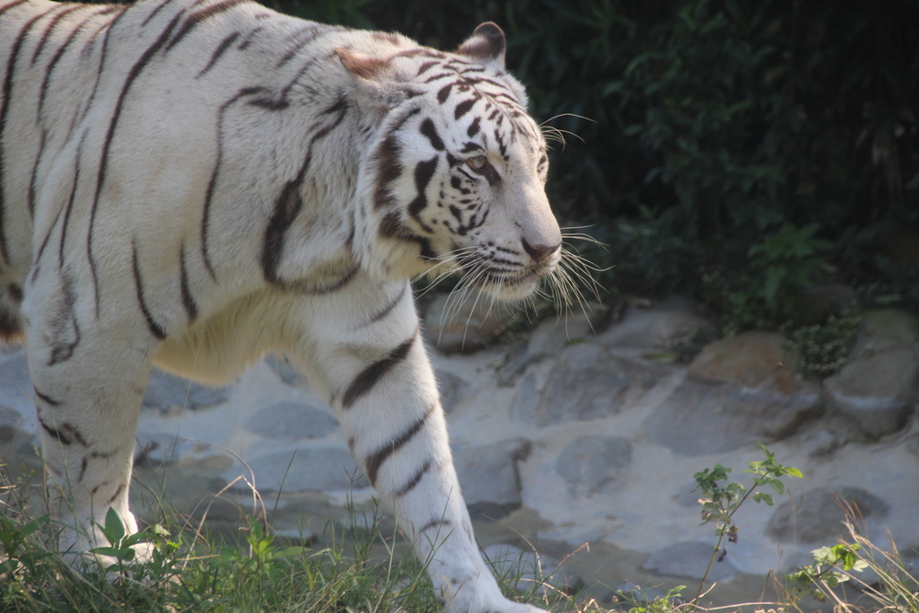 IMG_4535.JPG - 20160126_高雄_壽山動物園+台鋁MLD+中都濕地公園